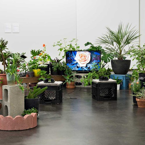 Video installation with live plants.