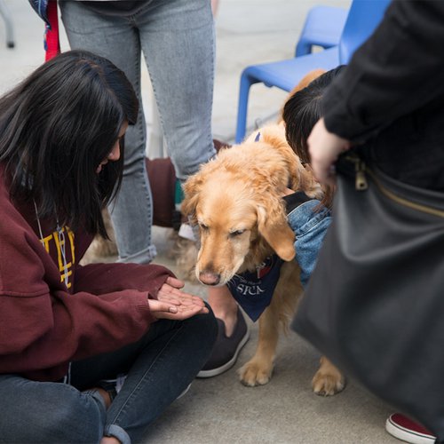Therapy dogs visiting campus during midterms