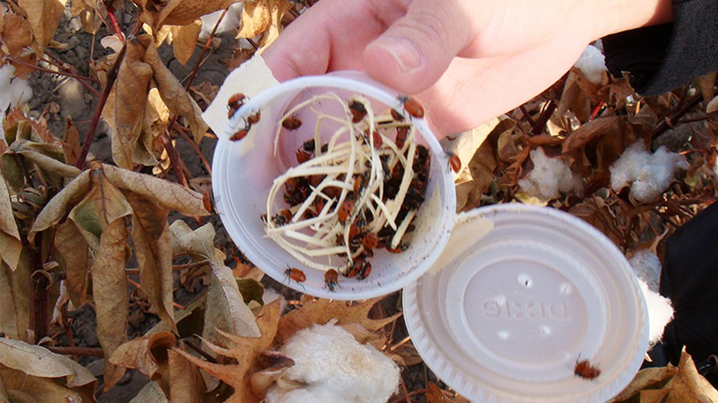 A person’s hand holds a small plastic cup of ladybugs near a cotton bush.