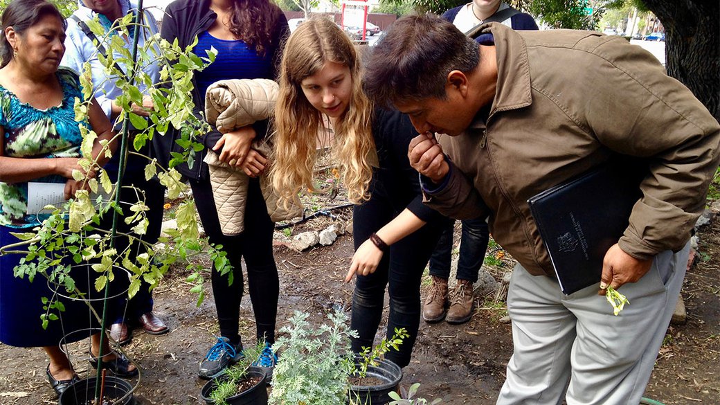 Zapotec natural dyers and weavers Mariano Sosa Martinez and Rafaela Ruiz Gutierrez exchange information about dye plants with students in the Community Garden.